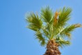 Palm tree against a clear blue sky. Royalty Free Stock Photo