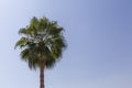 palm tree against clear blue sky Royalty Free Stock Photo