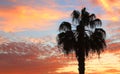 Palm tree against morning sky with orange clouds illuminated by rising sun Royalty Free Stock Photo