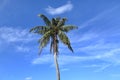 A palm tree against a partly cloudy blue sky Royalty Free Stock Photo