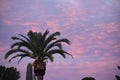 Palm tree against pink and blue sunrise in Arizona Royalty Free Stock Photo