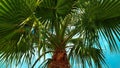 Palm tree against the sky. bottom view Royalty Free Stock Photo