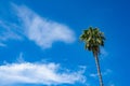 Palm tree against sky with cloud Los Angeles Royalty Free Stock Photo