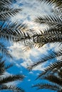 Palm tree against the sky and clouds Royalty Free Stock Photo