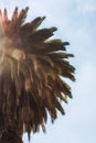 Palm tree against a sunny sky. Royalty Free Stock Photo