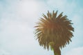 Palm tree against a sunny sky. Royalty Free Stock Photo