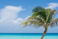 Palm tree against tropical ocean Royalty Free Stock Photo