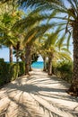Palm Tree Alley on Picturesque Coast of Mediterranean Sea on Cyprus Island