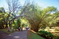 Palm tree alley in Royal Botanic King Gardens. Peradeniya. Kandy. Sri Lanka.