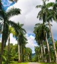 Palm tree alley in Royal Botanic King Gardens. Sri Lanka