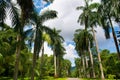 Palm tree alley in Royal Botanic King Gardens. Sri Lanka