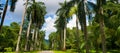 Palm tree alley in Royal Botanic King Gardens. Sri Lanka.Wide photo