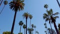 Palm Tree Alley - typical for Beverly Hills - travel photography