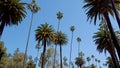 Palm Tree Alley - typical for Beverly Hills - travel photography