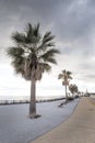 Palm tree along the road in spain Royalty Free Stock Photo