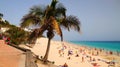 A palm tree in Playa del Matorral - an exotic beach in Morro Jable, Fuerteventura, Canary Islands, Spain