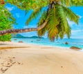 Palm tree in Anse Boudin beach Royalty Free Stock Photo