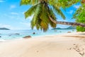 Palm tree in Anse Boudin beach Royalty Free Stock Photo