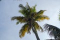 palm tree (areaceae Royalty Free Stock Photo