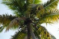 palm tree (areaceae Royalty Free Stock Photo