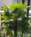Palm tree areaceae Royalty Free Stock Photo