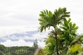 palm tree,areca catechu L sky , cloud and mountain Royalty Free Stock Photo