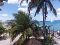 palm tree, arecales, resort, tropics, tree, caribbean, sea