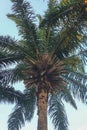 Palm tree with backdrop of blue sky, directly below shoot at morning time Royalty Free Stock Photo