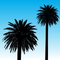 Palm Tree Background Royalty Free Stock Photo