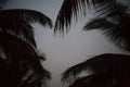 Palm tree background black and white shadow silhouette beautiful leaf coconut on beach nature blur dark branch pattern on day at t Royalty Free Stock Photo