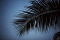 Palm tree background black and white shadow silhouette beautiful leaf coconut on beach nature blur dark branch pattern on day at t Royalty Free Stock Photo