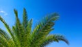 Palm tree on a background of blue sky on a sunny day. Beautiful tropical landscape of dreams on a summer background