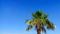 Palm tree on a background of blue sky on a sunny day. Beautiful tropical landscape of dreams on a summer background for