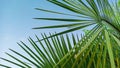 Palm tree on a background of blue sky on a sunny day. Beautiful tropical landscape of dreams on a summer background for