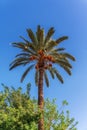 palm tree on background of blue sky Royalty Free Stock Photo