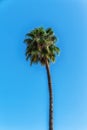 palm tree on background of blue sky Royalty Free Stock Photo