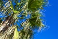 Palm Tree Background. Blue Sky and Palm Trees View From Below, Tropical beach and Summer Background, Travel Concept Royalty Free Stock Photo