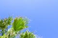 Palm Tree Background. Blue Sky and Palm Trees View From Below, Tropical beach and Summer Background, Travel Concept Royalty Free Stock Photo