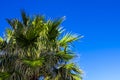 Palm Tree Background. Blue Sky and Palm Trees View From Below, Tropical beach and Summer Background, Travel Concept Royalty Free Stock Photo