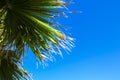 Palm Tree Background. Blue Sky and Palm Trees View From Below, Tropical beach and Summer Background, Travel Concept Royalty Free Stock Photo