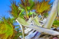 Palm Tree Background. Blue Sky and Palm Trees View From Below, Tropical beach and Summer Background, Travel Concept Royalty Free Stock Photo