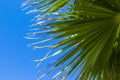 Palm Tree Background. Blue Sky and Palm Trees View From Below, Tropical beach and Summer Background, Travel Concept Royalty Free Stock Photo