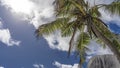 Palm tree on the background of blue sky and white clouds. Royalty Free Stock Photo