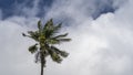 Palm tree on the background of blue sky and white clouds. Royalty Free Stock Photo