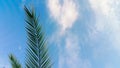 Palm tree on a background of blue sky with white clouds on a sunny day. Beautiful tropical landscape of dreams on a