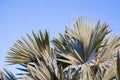 Palm tree in the background of a clear blue sky. Background for inserting an image or text on a theme - tourism, travel and