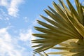 Palm tree in the background of a clear blue sky. Background for inserting an image or text on a theme - tourism, travel and