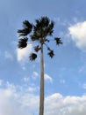 Palm tree with background clear sky and clouds Royalty Free Stock Photo