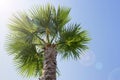 Palm tree on a background of clear sky Royalty Free Stock Photo