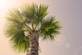 Palm tree on a background of clear sky Royalty Free Stock Photo